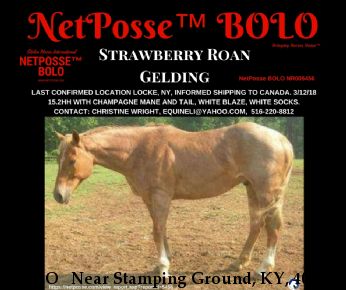 BOLO   Near Stamping Ground, KY, 40379